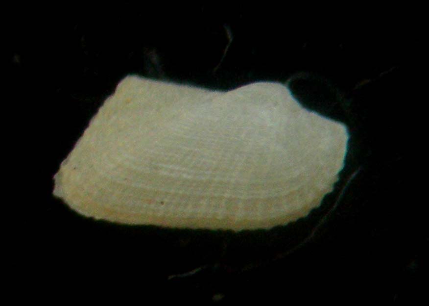 asperarca magdalenae